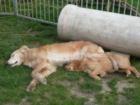 Tiger Cara Und Merle